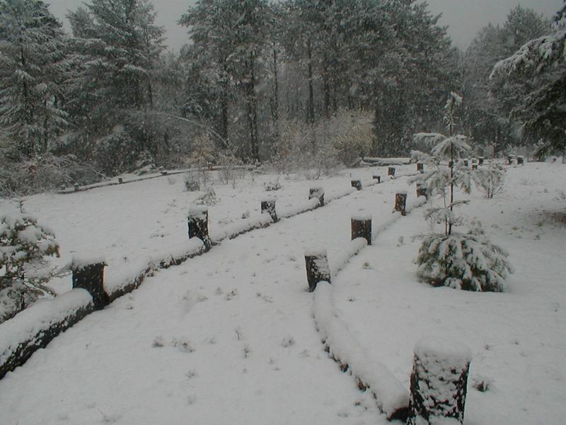Lodge path in winter